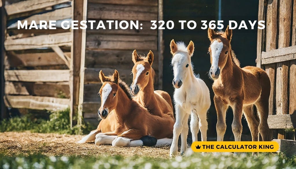 4 young foals standing in front of a barn